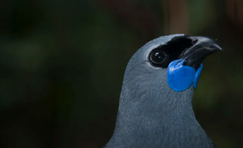 The North Island Kōkako has a blue wattle. Photo: Supplied / Warren Butcher