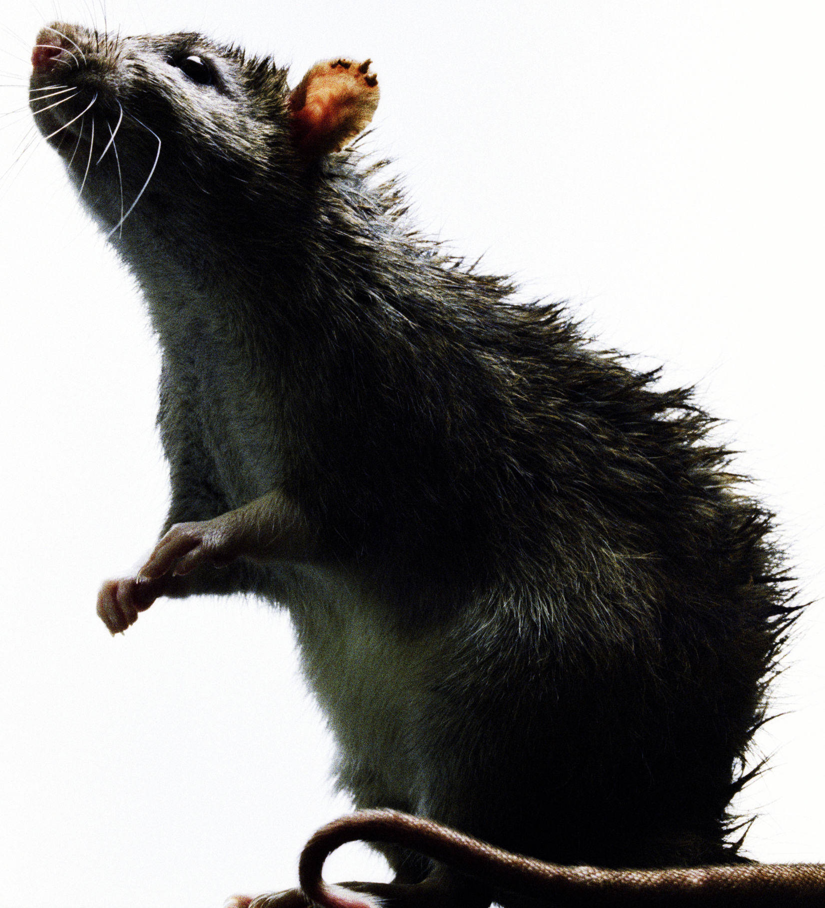 Unwanted guest ... the rat, not welcome at your local store.  PHOTO: GETTY IMAGES