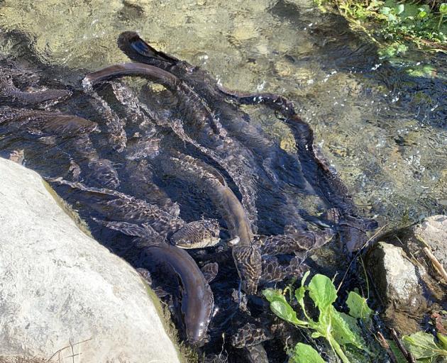 A Lincoln resident said the youths who attacked the eels at the Liffey Springs used a pipe wrench...