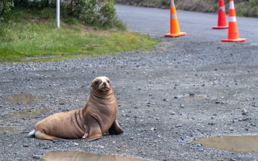 The Department of Conservation says people need to "make space" for sea lions. Supplied photo