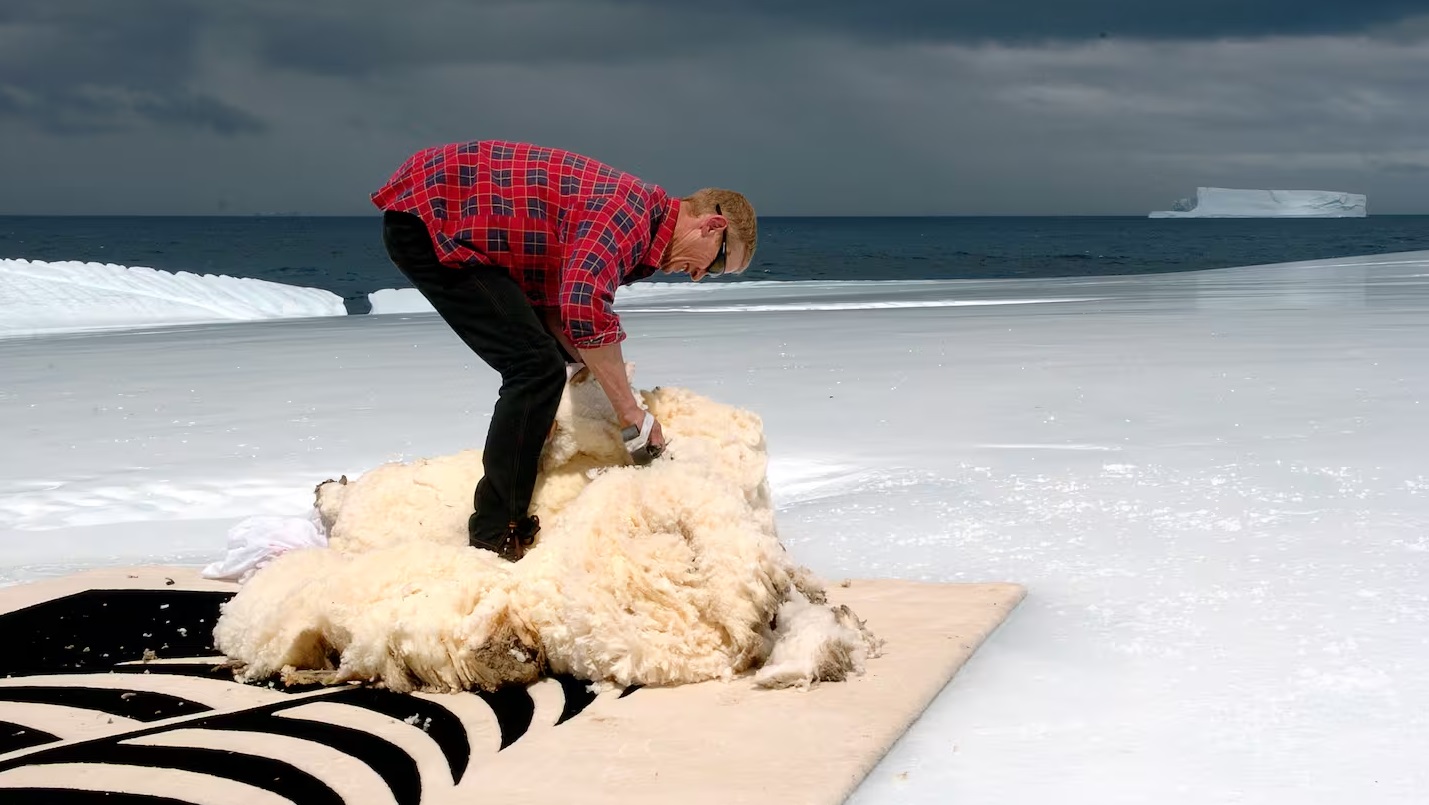 Shrek the sheep gets shorn on an iceberg off the Otago coast. Photo: Stephen Jaquiery