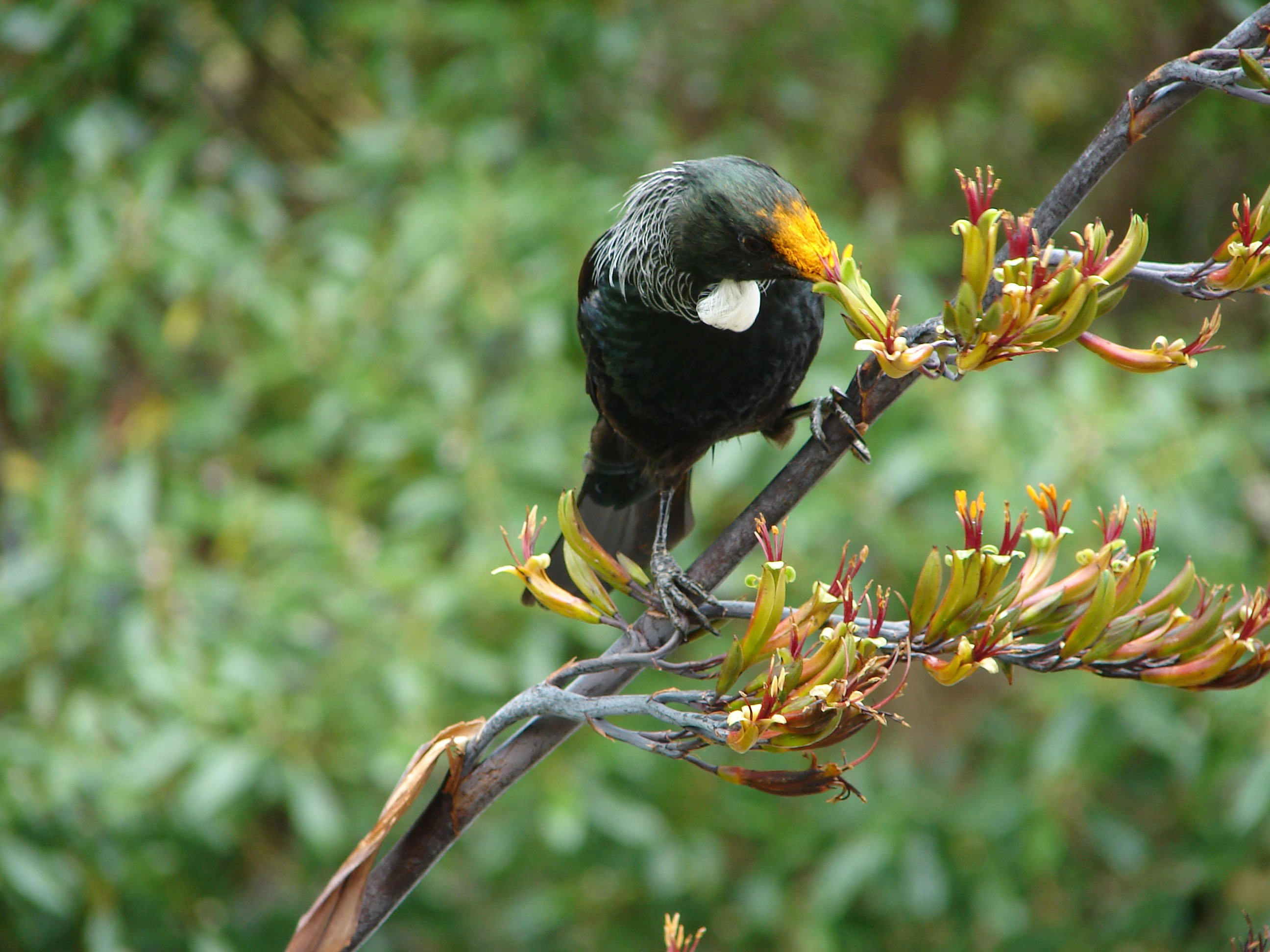 Songs of tūī and bellbirds are now more common in the Queenstown Lakes District thanks to the...