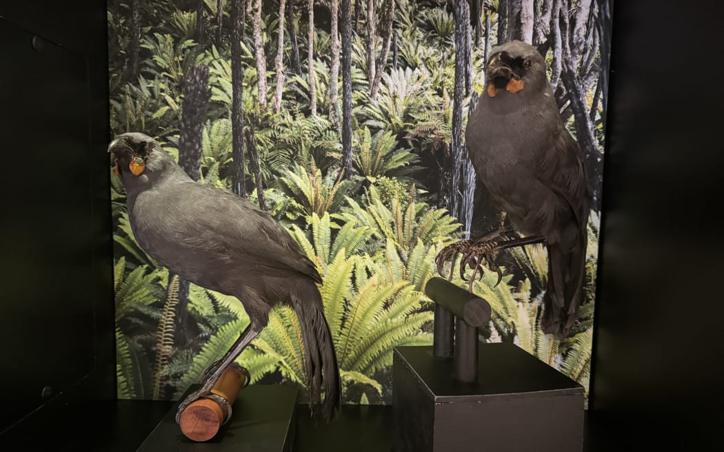 A pair of stuffed South Island kōkako featured in the exhibition.