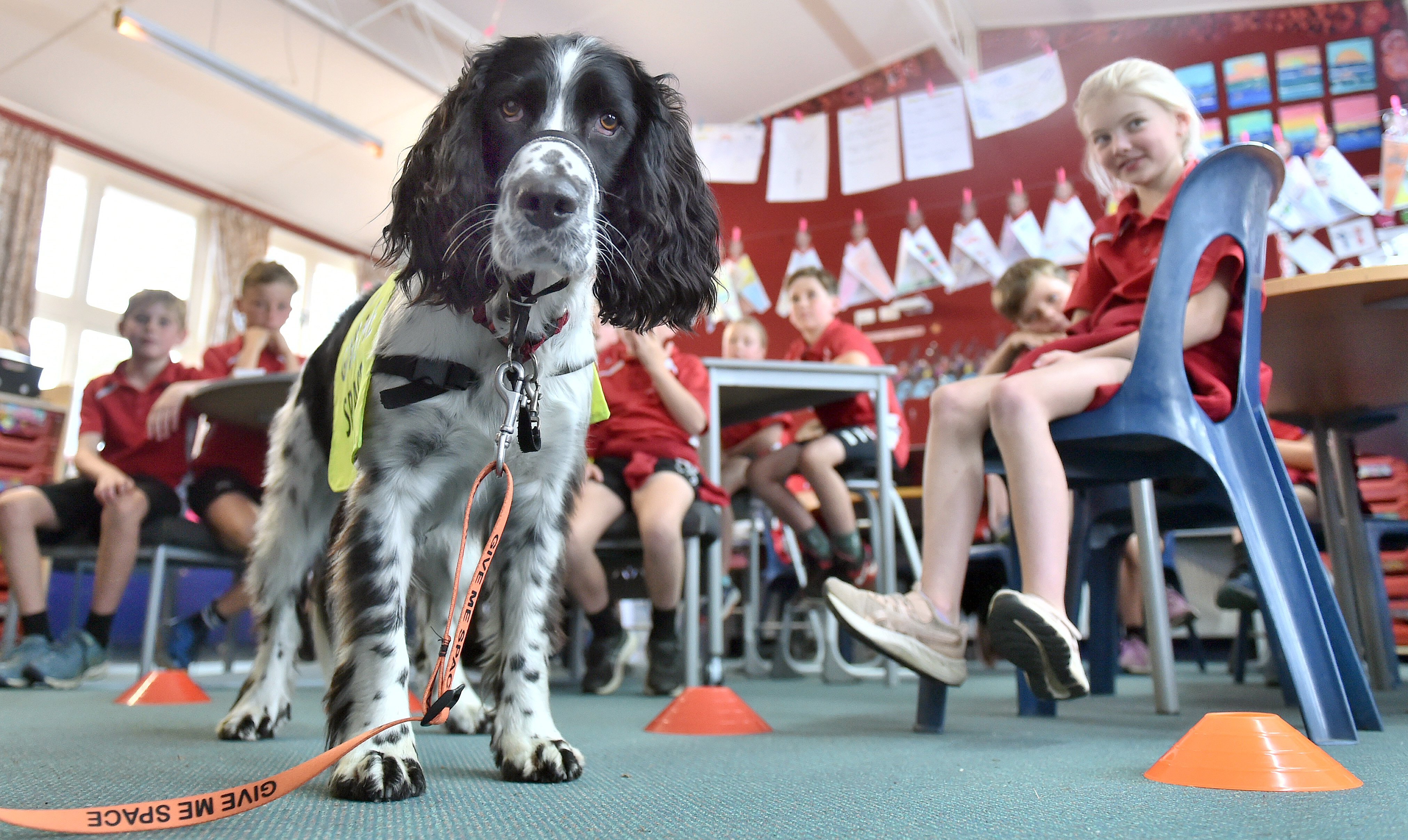 Fairfield School pupil Devon Masina (9) watches as Daniel the spaniel goes through his paces at...