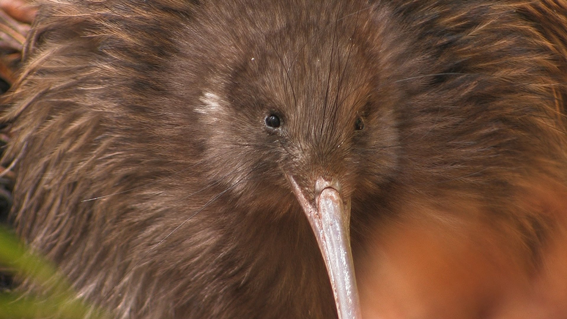 A kiwi at Orokonui Ecosanctuary. PHOTO: NHNZ