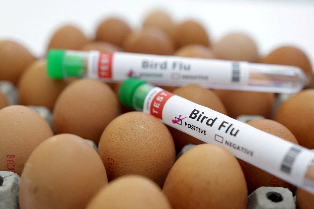 bird flu Photo: Reuters