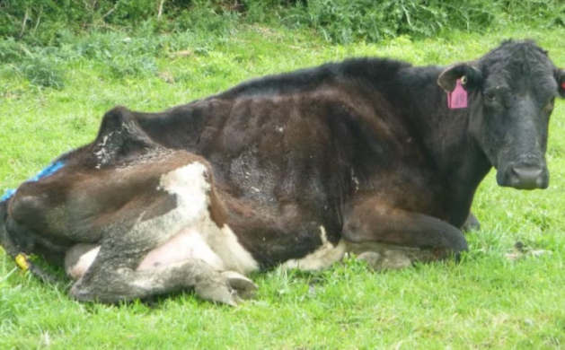 Some of Ray Nairn's cows were emaciated and needed to be euthanised. Photo: Ministry for Primary...