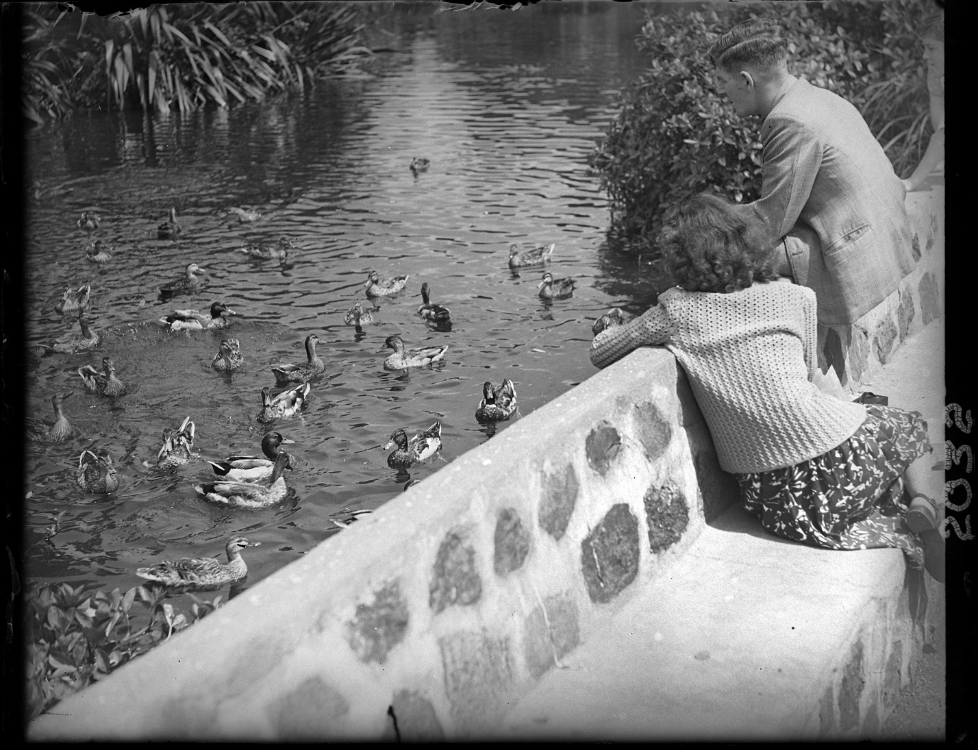 A couple feed the ducks at the Dunedin Botanic Garden pond in 1949. Photo: Evening Star