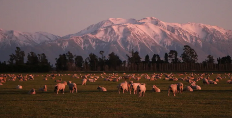 Beef +Lamb says New Zealand boasts some of the highest animal welfare standards in the world -...