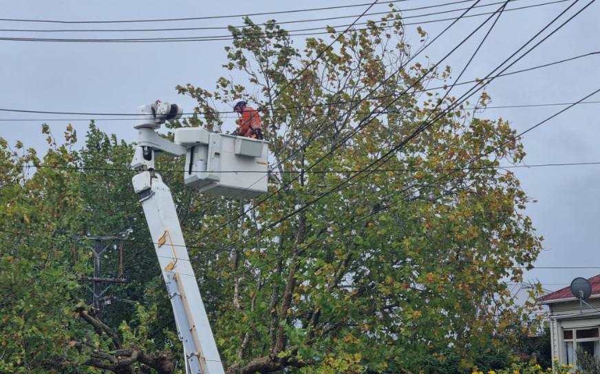 Rules are changing to make it easier for lines companies to remove trees and branches near...