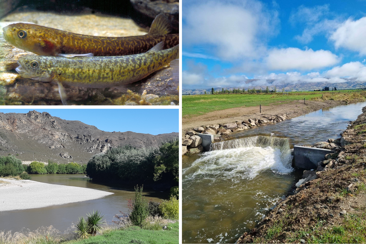 (Top left)The native Central Otago roundhead galaxiid — native fish reliant on clean water that...