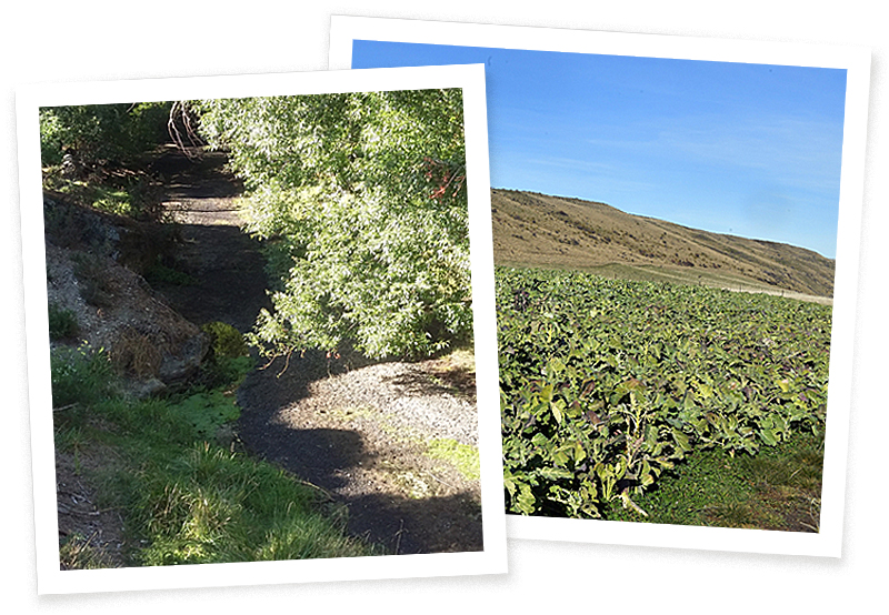 (Left) Stagnating pools in Thomsons Creek succumbing to water weed infestation. (Right) Cropping...