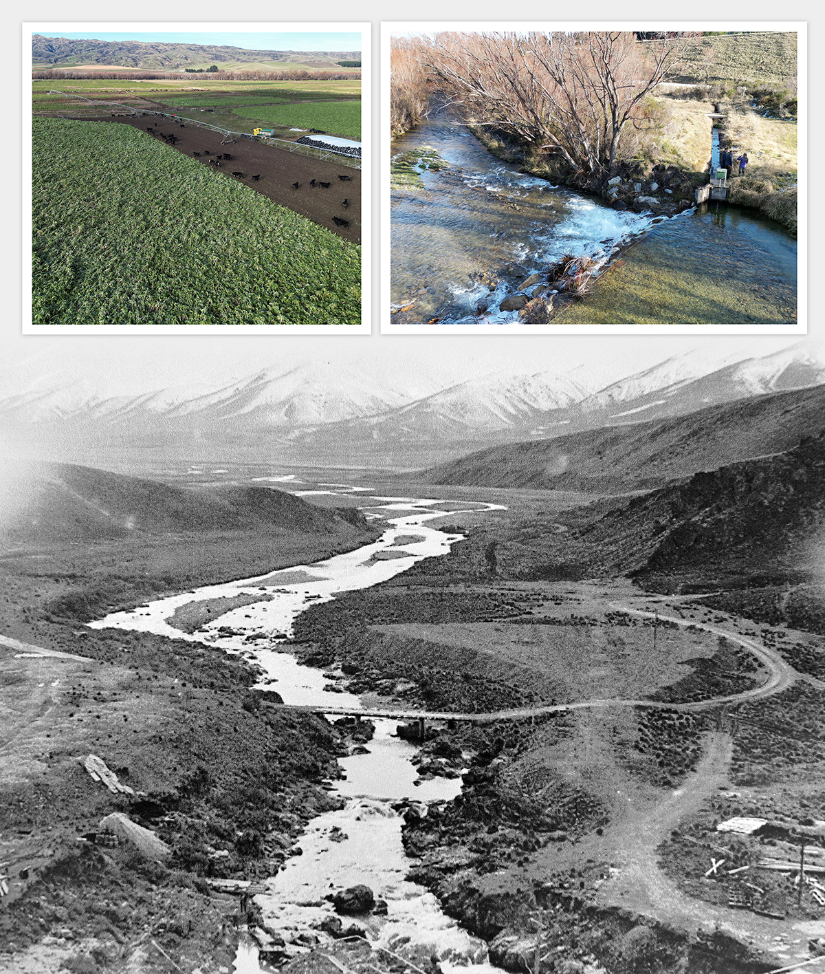 (Top left) Irrigated cattle grazing, fed by Manuherikia waters, marked by willows in the...