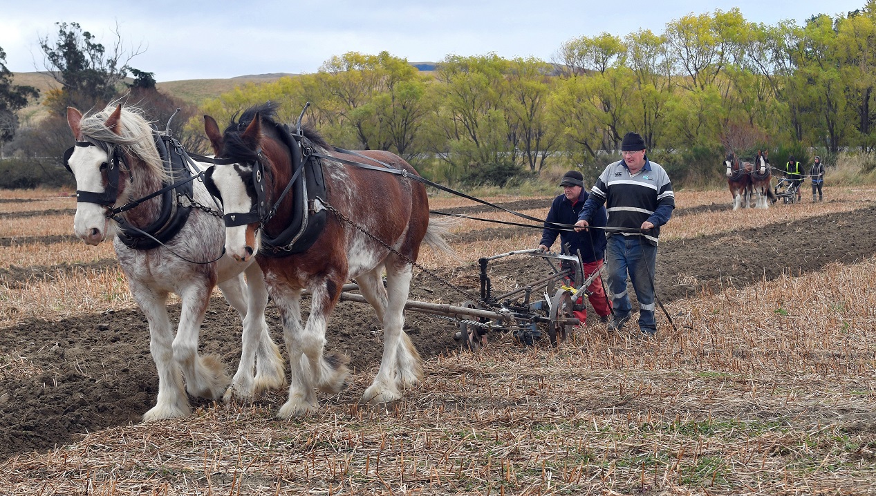 Horse teams joined tractor-pulled ploughs at the East Otago Vintage Machinery club annual...