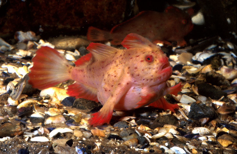 It's estimated there are fewer than 100 red handfish left in the wild in two small patches of...