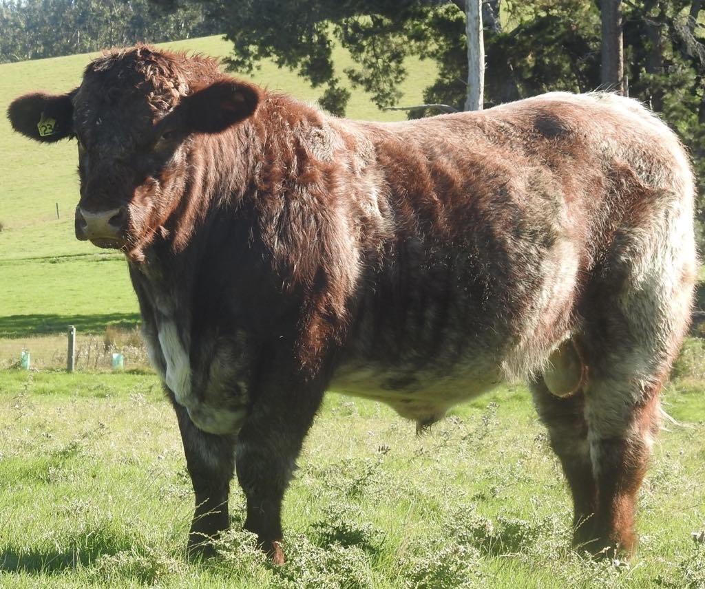 Glendhu Genetics Shorthorn Cattle Stud rising 2-year-old bull Glendhu Reiko 236 sold for $18,500...