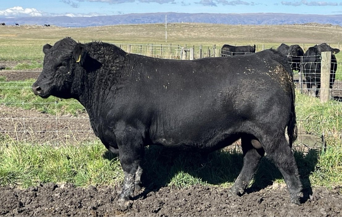 Penvose Angus rising 2-year-old bull Penvose 22116 sold for $18,800 in the Maniototo. Photos:...