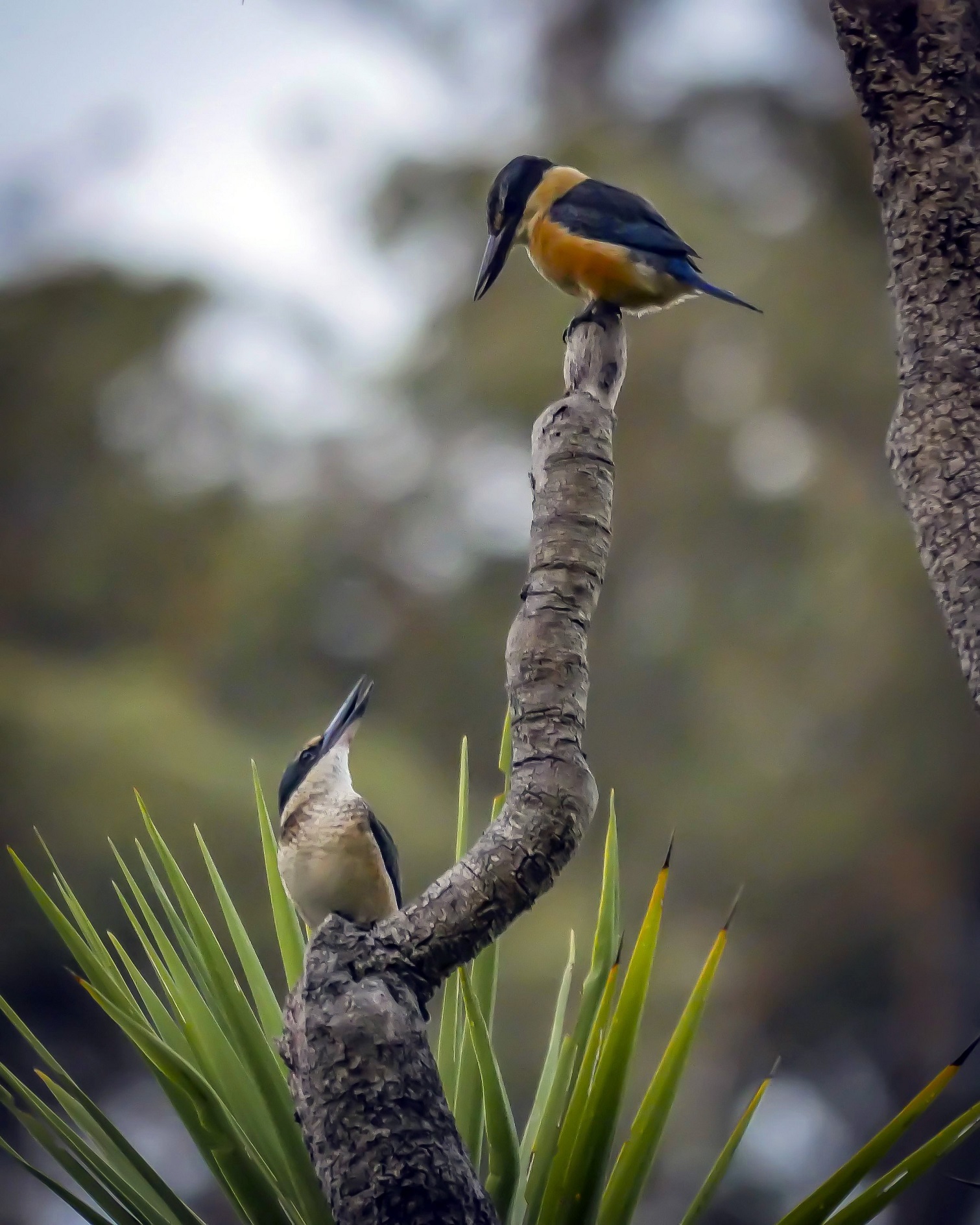 This image entitled Pair of Kingfishers, by young Dunedin photographer Jack Aubin, was the...