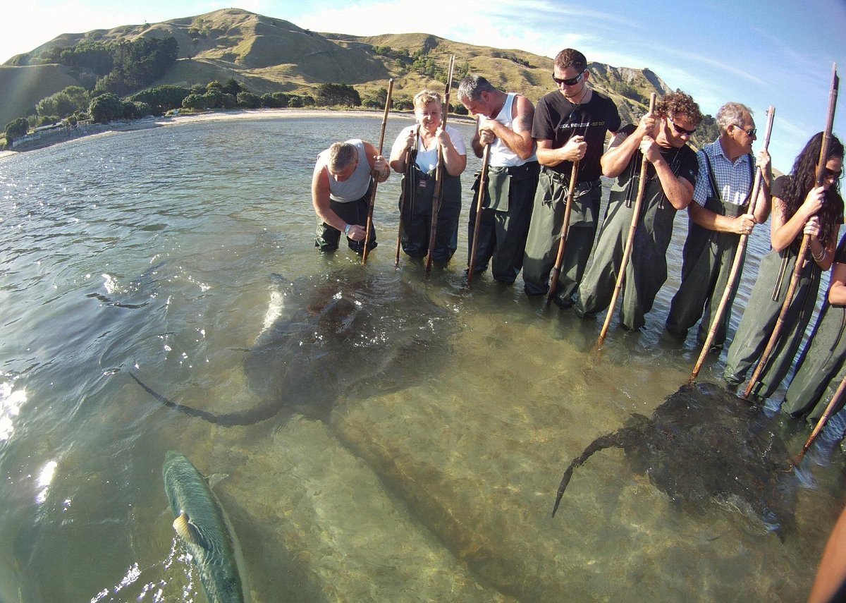 Dive Tatapouri stingray feeding. PHOTO: SUPPLIED