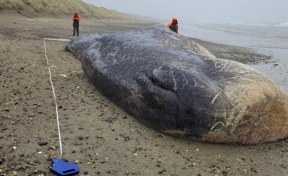 A dead 15-metre-long sperm whale washed ashore on a remote part of Oreti Beach at the weekend. ...