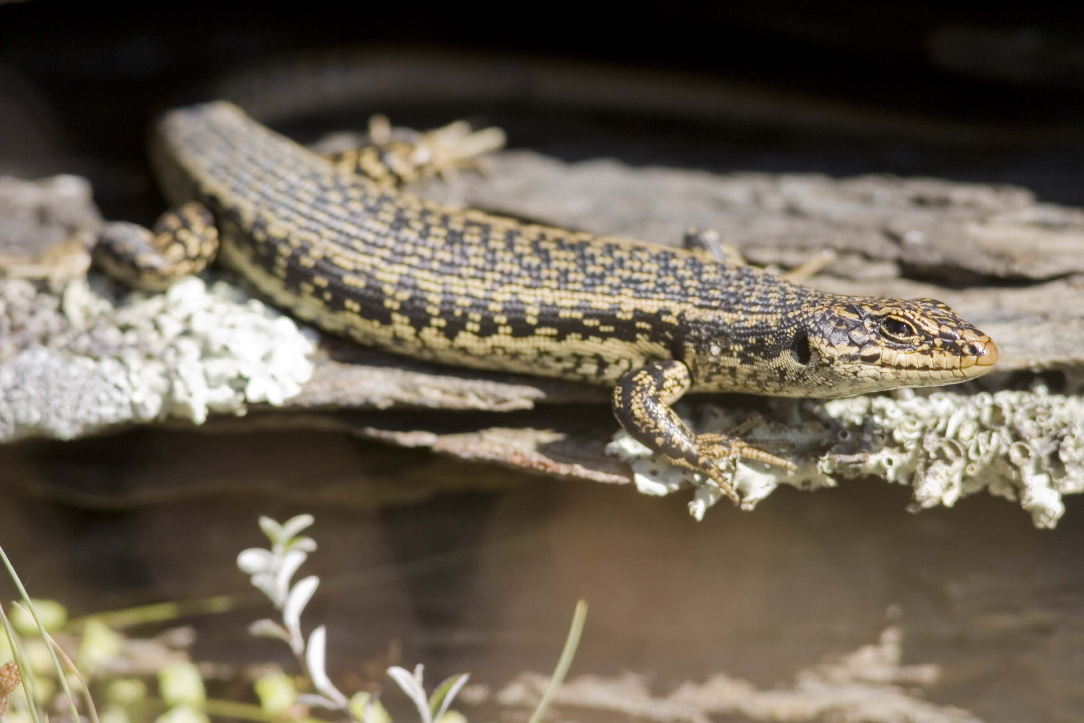 A grand skink, Oligosoma grande. Photo: Doc