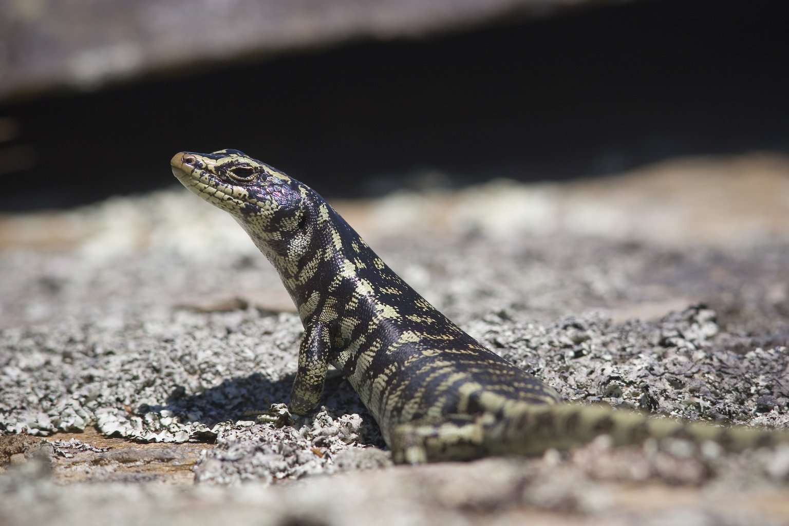 An Otago skink, Oligosoma otagense. Photo: supplied