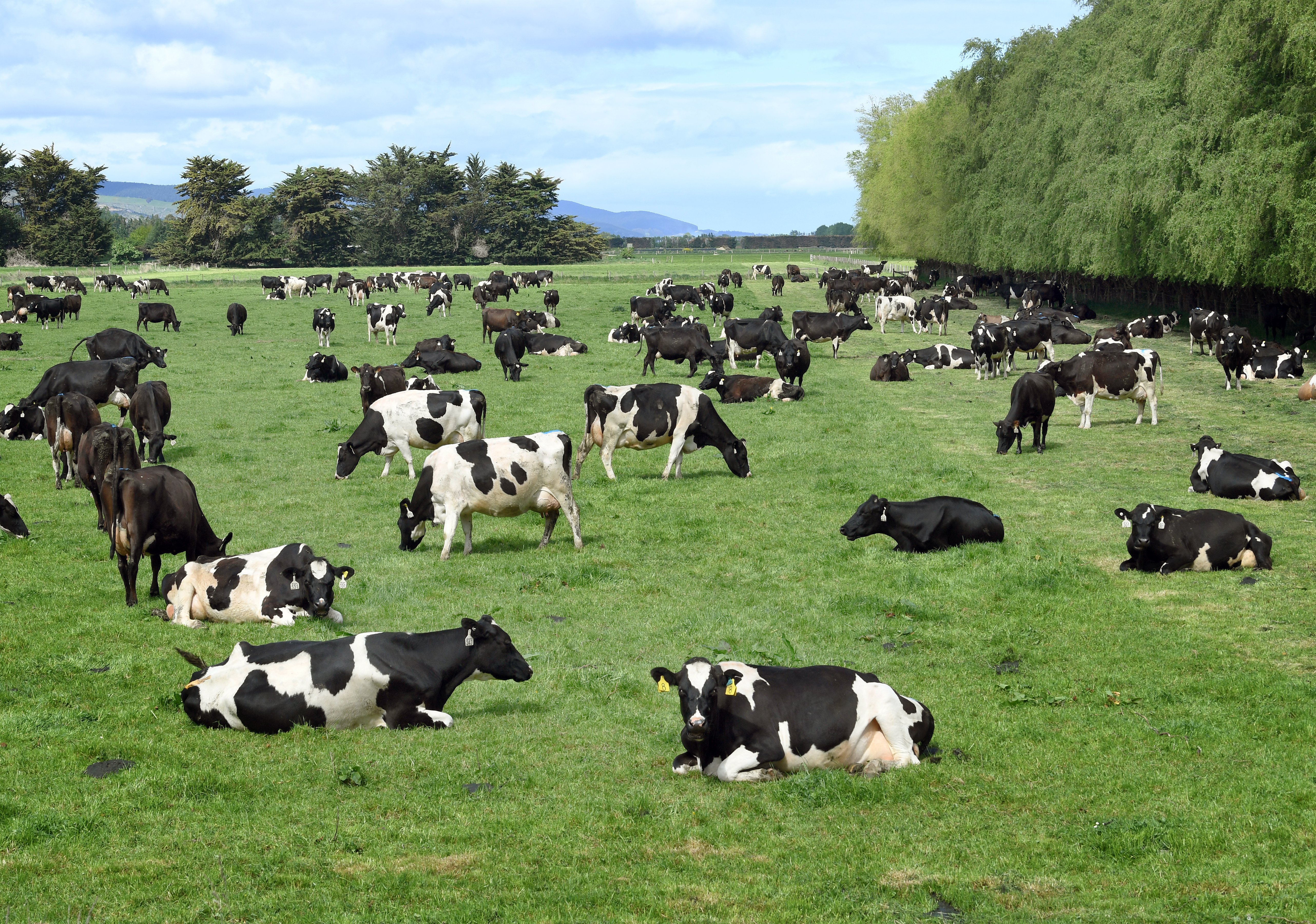 Cows graze on a paddock on the Taieri, near Dunedin. PHOTO: STEPHEN JAQUIERY