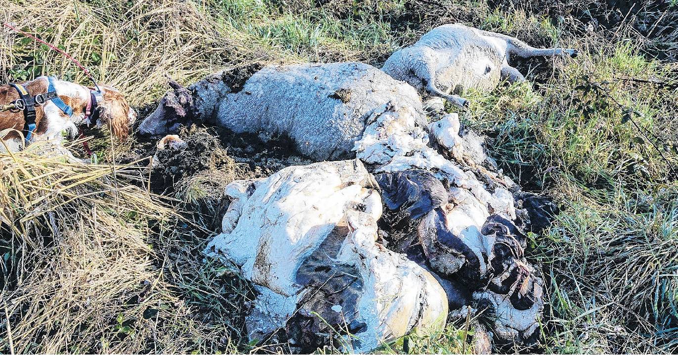 Rat detector dog Evie locates a cache of decaying animal carcasses illegally dumped at the Ashley...