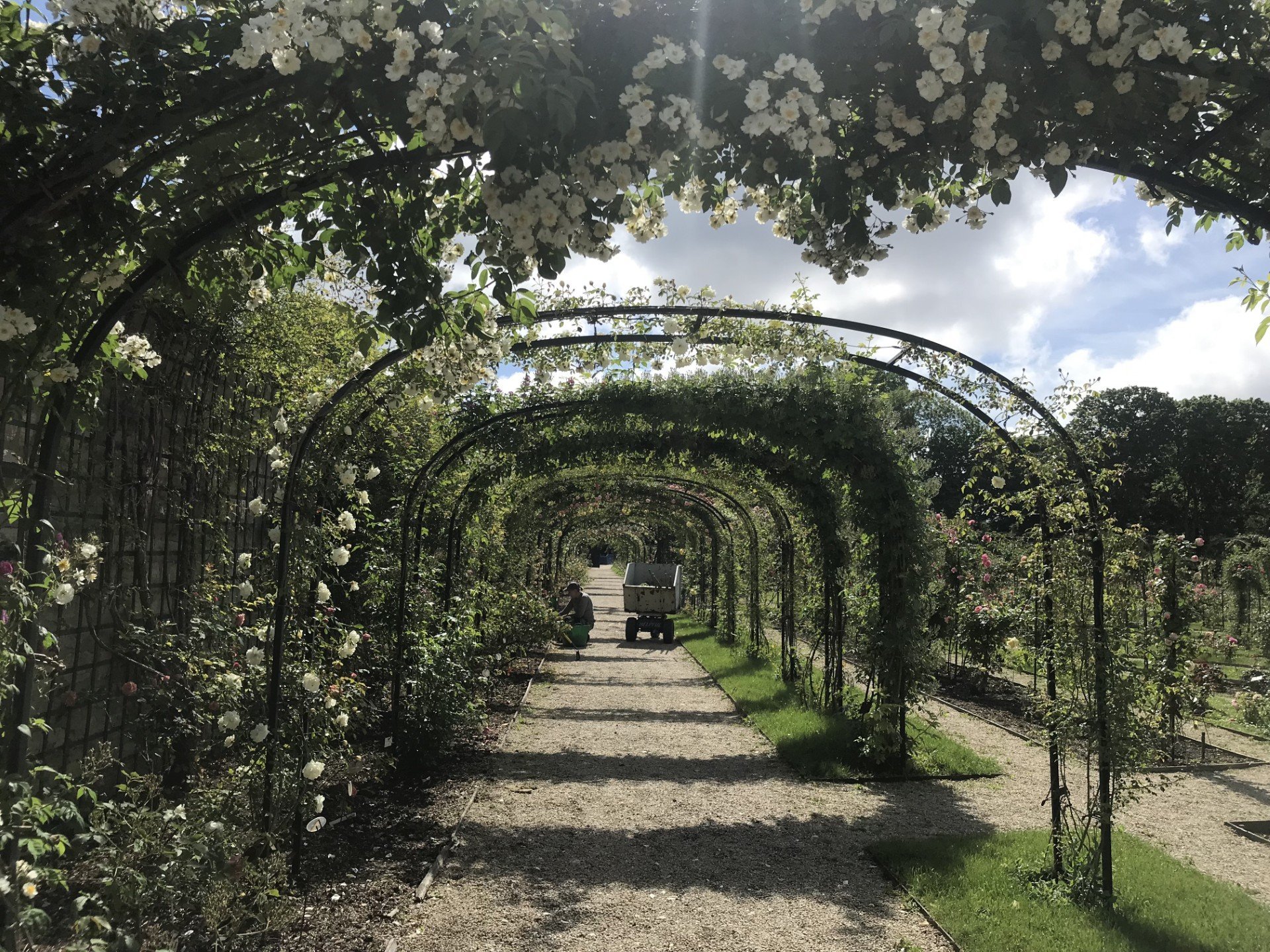 ‘Rambling Rector’ sprawls over an arch.