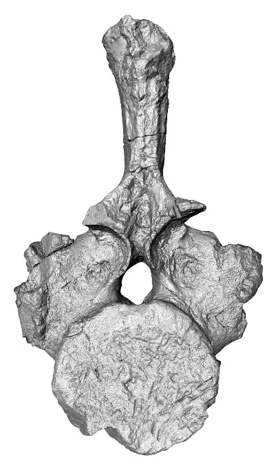 Original fossil of the New Zealand nothosaur vertebra. The oldest sea-going reptile from the...