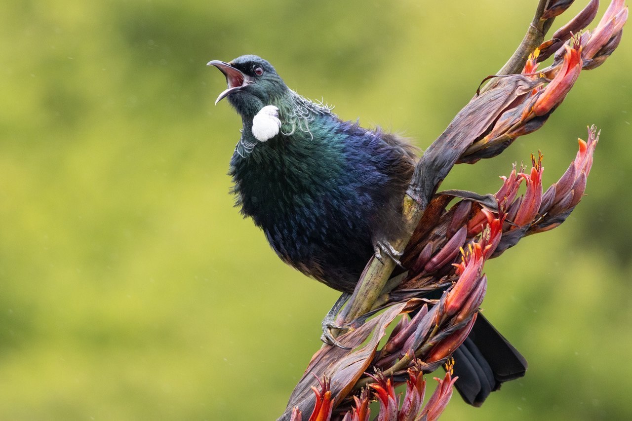 Tūī. Photo: Paul Sorrell