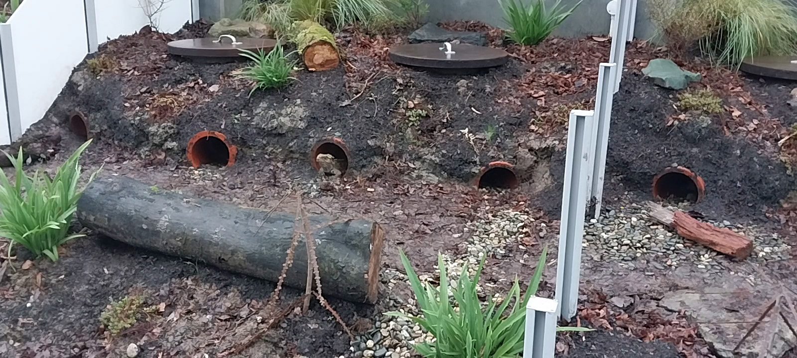 Cosy new burrows have been created for Southland’s tuatara population at Te Moutere-Tuatara...