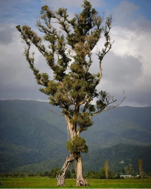 The Walking Tree, winner of the 2024 Tree of the Year award, is located near Karamea cemetery on...