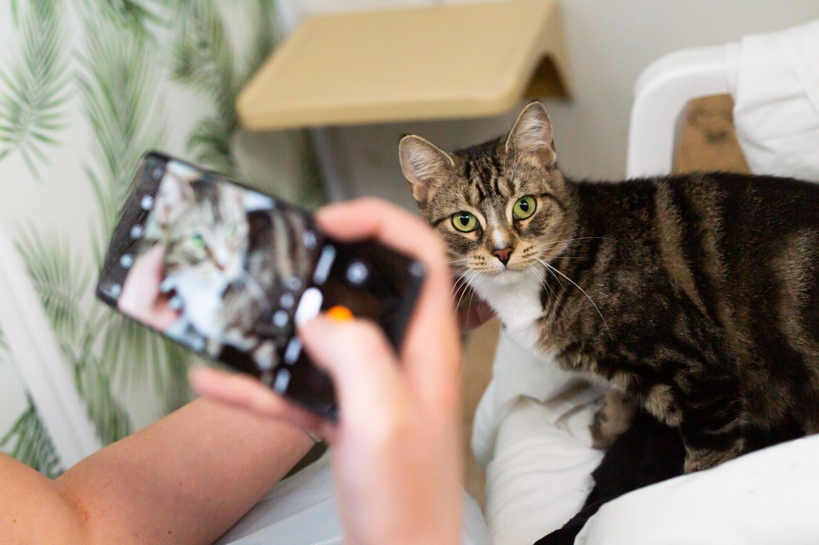 Choose your favourite photo of your feline friend or canine companion and use it to create a...
