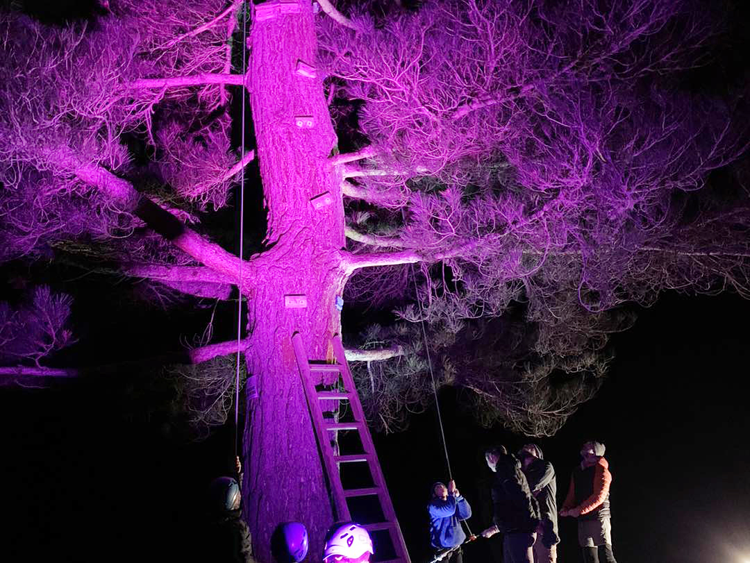 Evening light tree climbing has proven to be popular with the more adventurous visitors. 