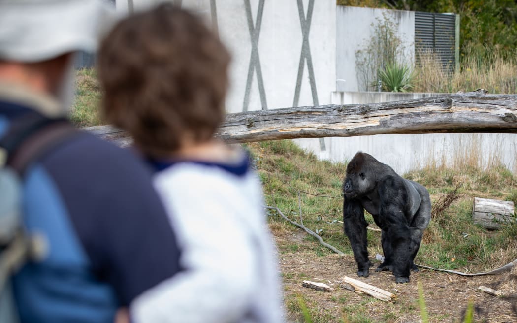 A gorilla at Orana Wildlife Park. Photo: RNZ/Nate McKinnon