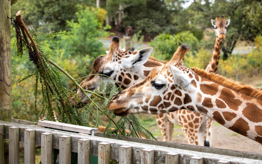 Giraffes at Orana Wildlife Park. Photo: RNZ/Nate McKinnon