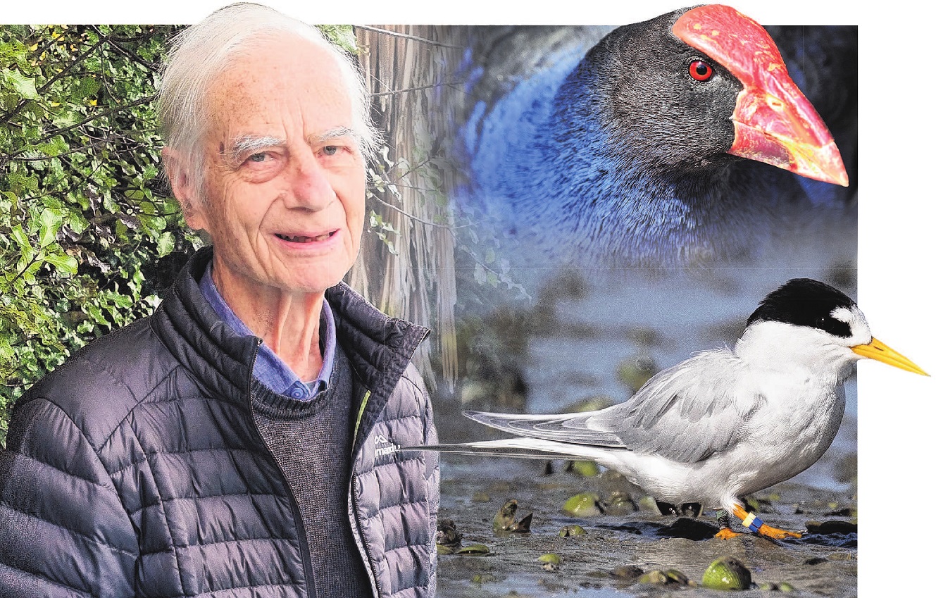 Rod Biss’ music has been inspired by birds such as the cheeky pukeko or the plight of the fairy...