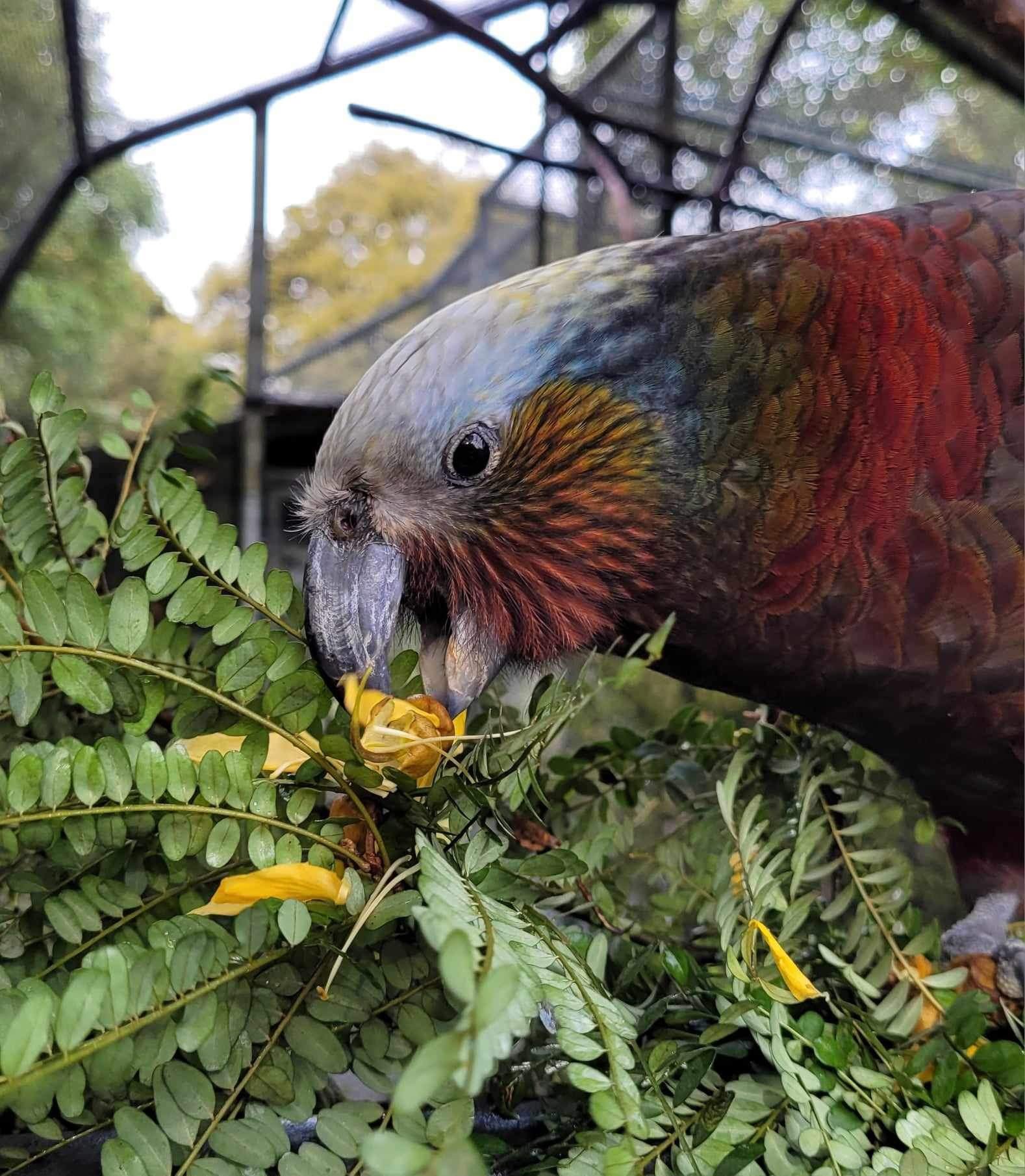 A 26-year-old South Island kākā, recently shifted from Te Anau to Dunedin, is at the centre of...