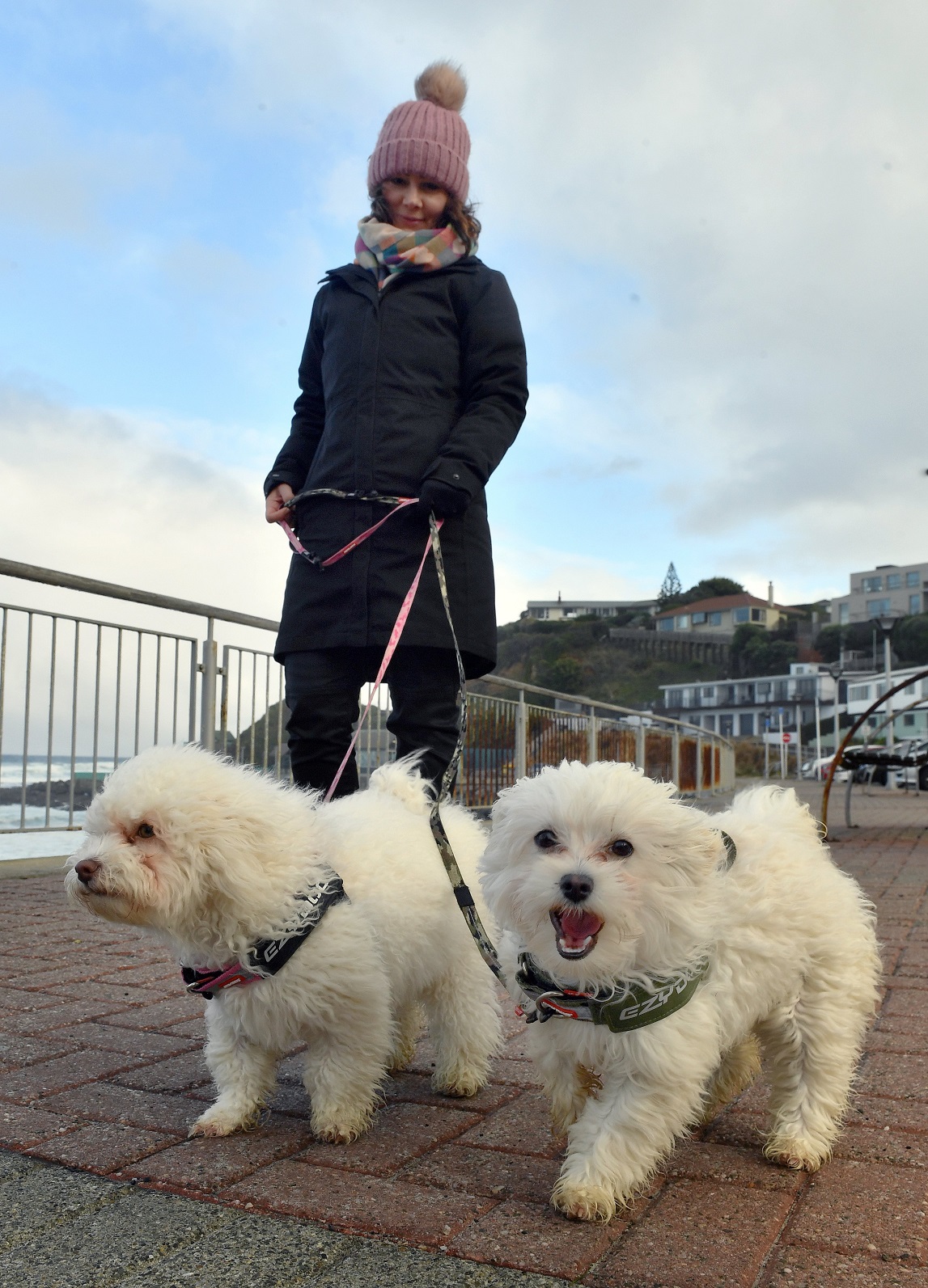 Dunedin resident Helen Bender walks her windswept maltipoo (Maltese toy poodle cross) 6-month-old...