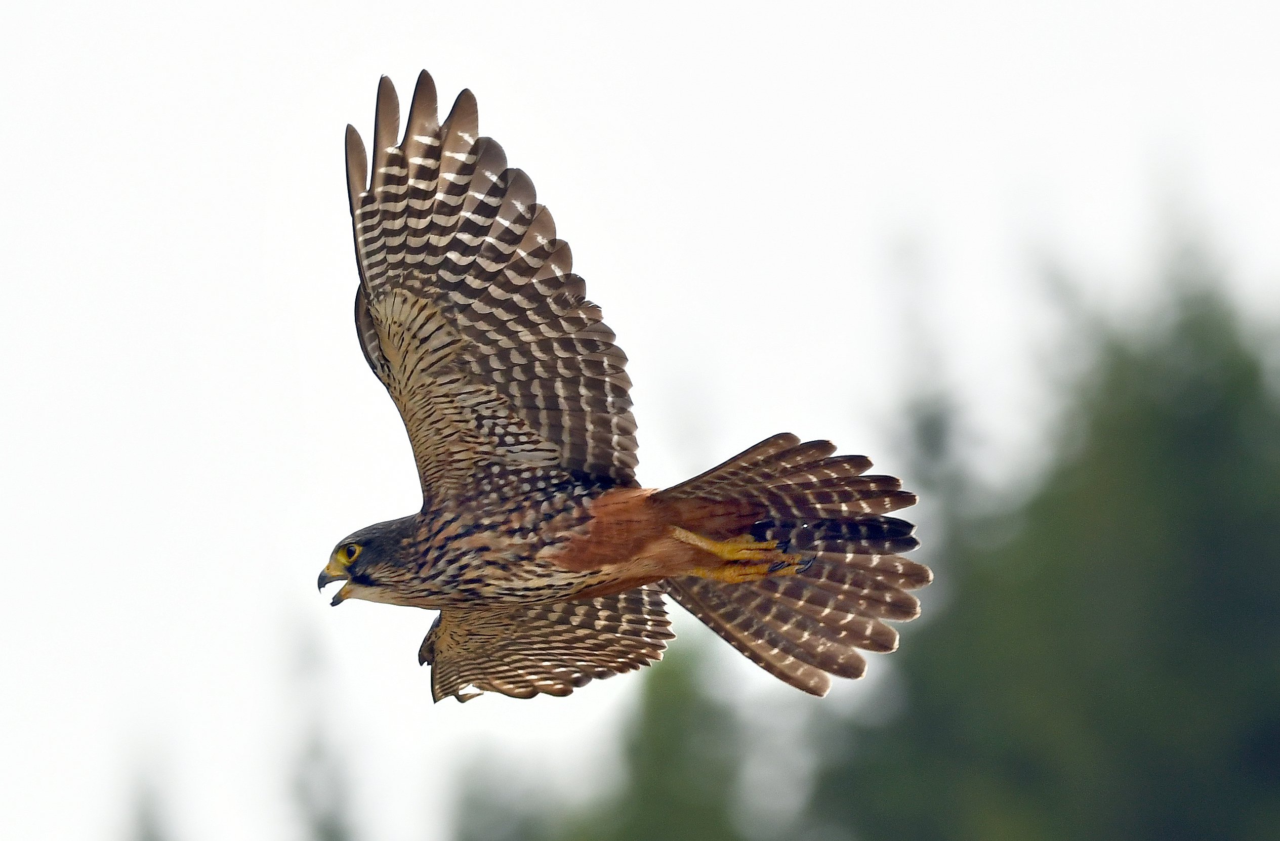 The New Zealand falcon features in Rod Biss’ work. Photo: Stephen Jaquiery