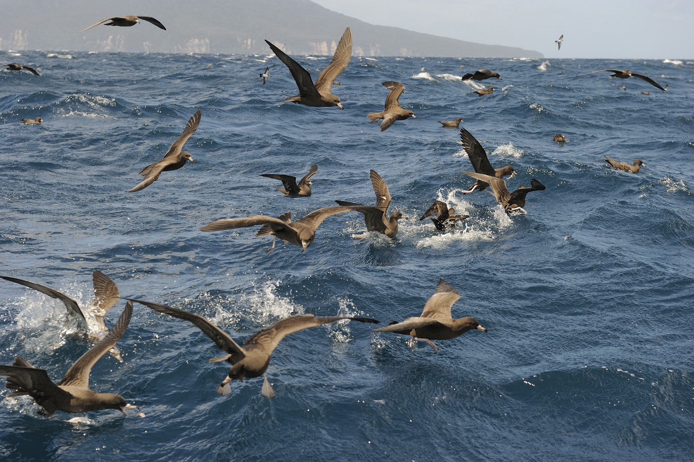 Birds of the Hauraki Gulf feature in Rod Biss’ work. Photo: Getty Images