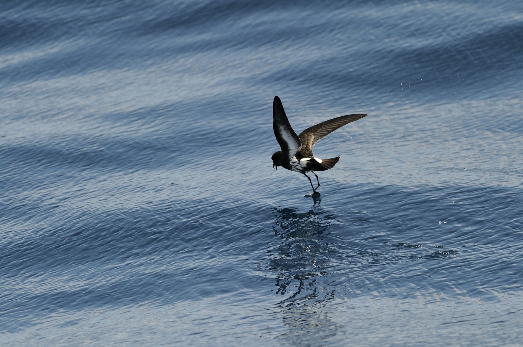 Birds of the Hauraki Gulf feature in Rod Biss’ work. Photo: Getty Images