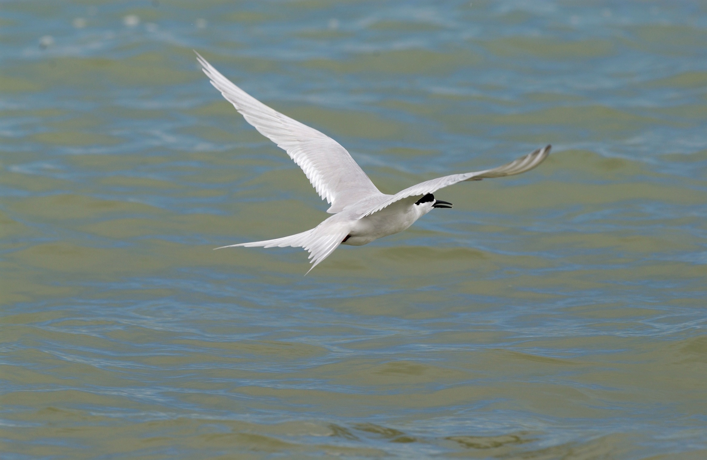 Birds of the Hauraki Gulf feature in Rod Biss’ work. Photo: Getty Images