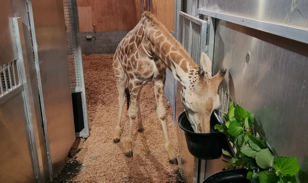 Jabali getting used to his trailer.  Photo: Supplied / Auckland Zoo