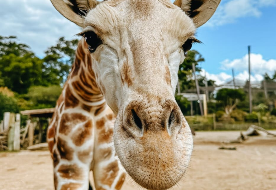 Jabali the giraffe at 10 months old. Photo: Supplied / Auckland Zoo