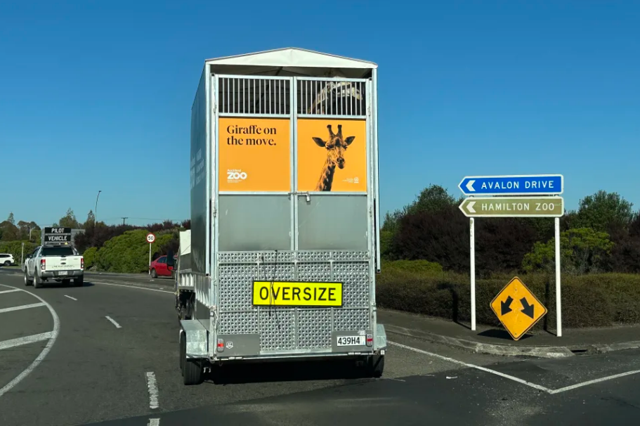 The bespoke transport trailer has an extendable roof and an area allowing the giraffe to see out....