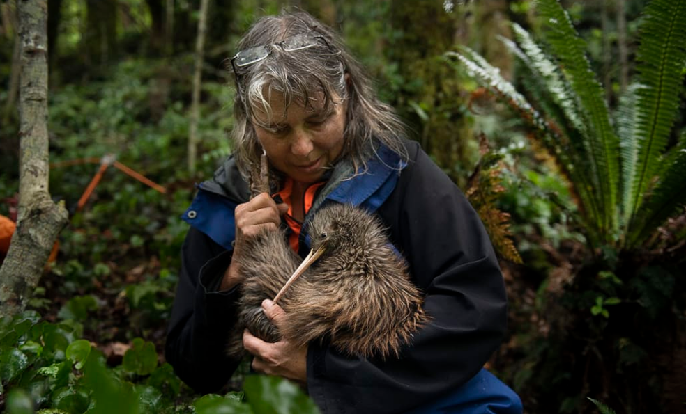 Susan Ellis, project lead for kiwi monitoring with the Remutaka Conservation Trust. Photo:...