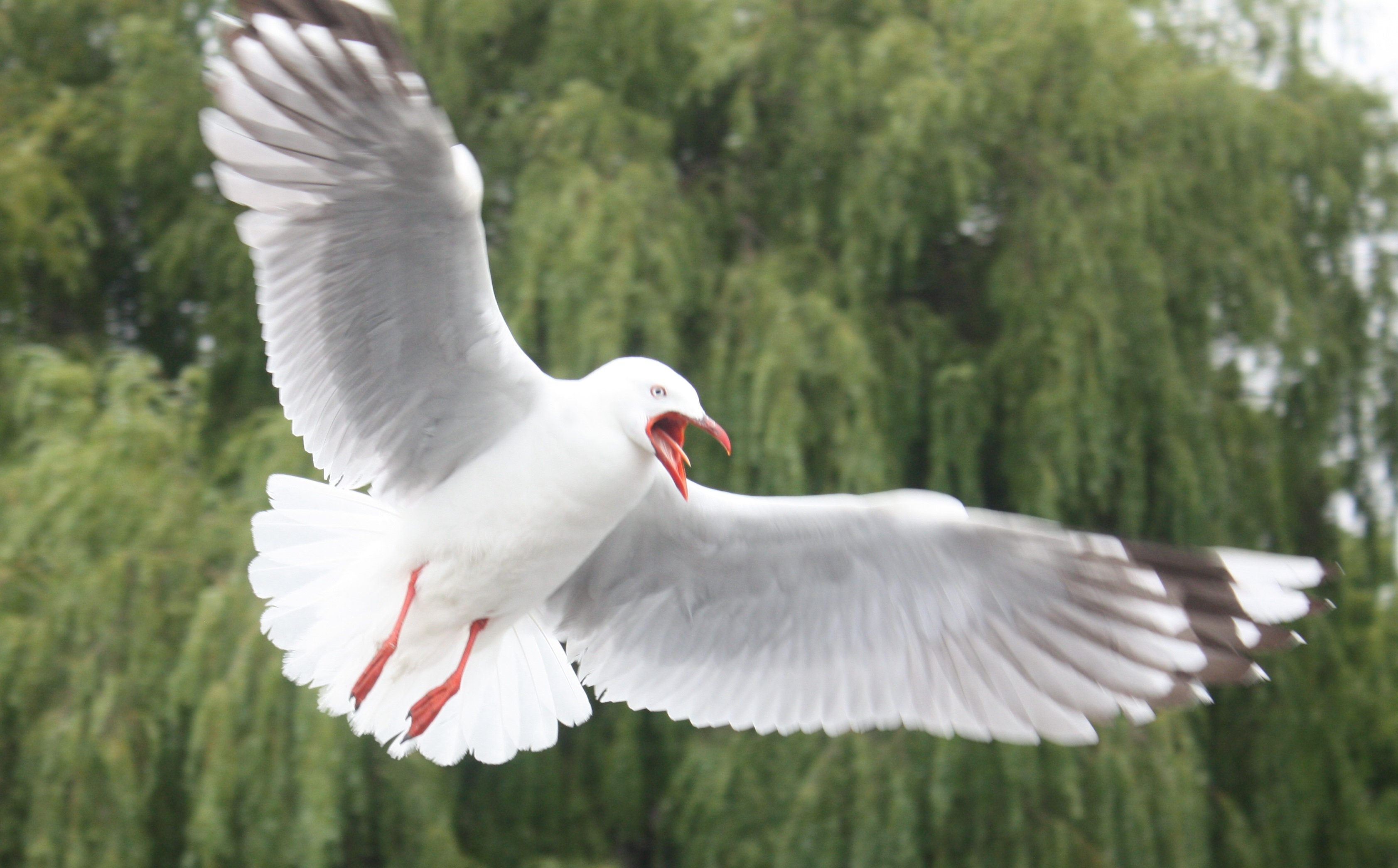 The Waitaki District Council is hoping to keep the number of seagull nests in Oamaru’s CBD as low...