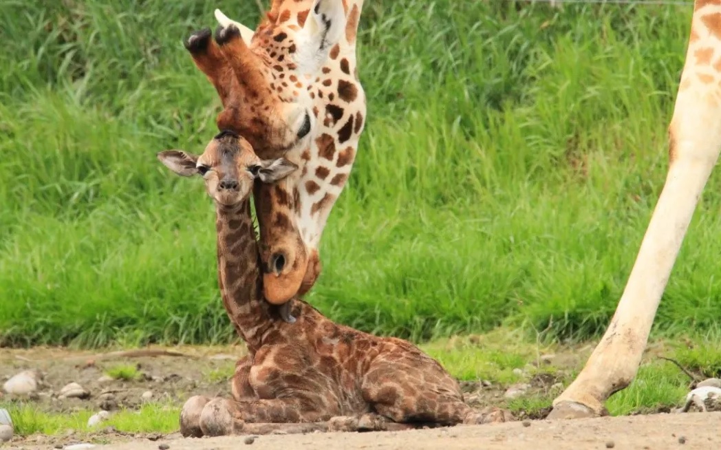 Photo: Facebook/Orana Wildlife Park